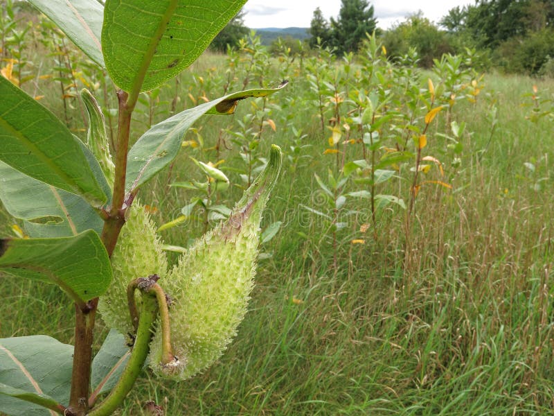 Closeup of green milkweed plant pods rural New York field or meadow in Spring. Closeup of green milkweed plant pods rural New York field or meadow in Spring