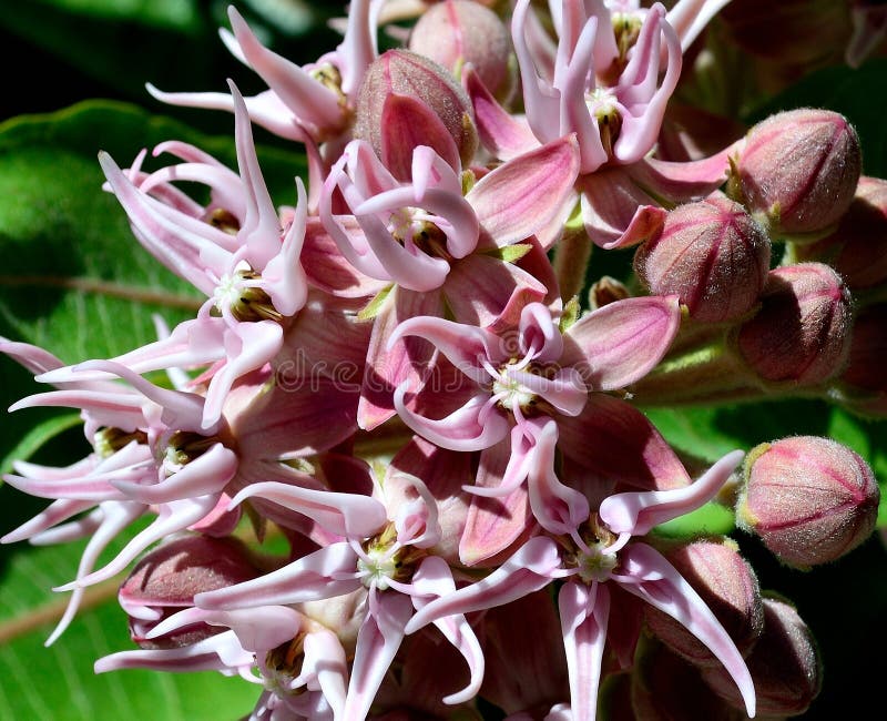 Milkweed commun - Asclepias Syriaca photo libre de droits Milkweed commun - Asclepias Syriaca photo libre de droits