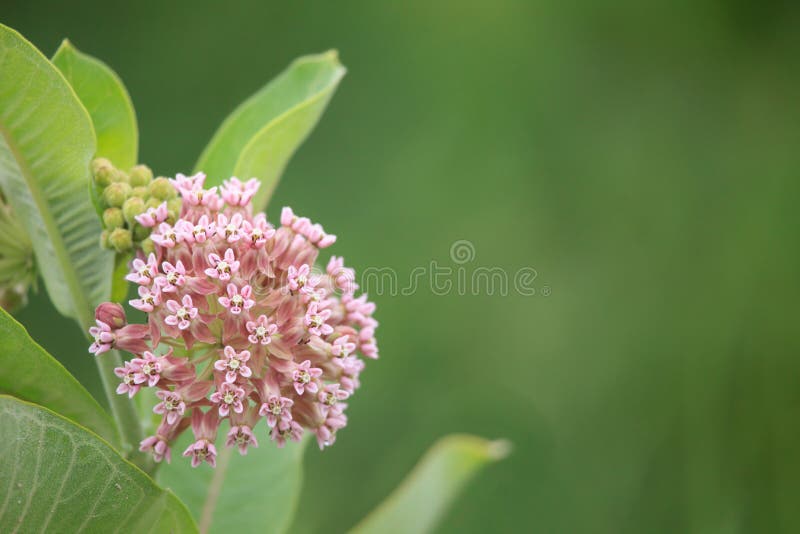 Milkweed comune immagine stock Milkweed comune immagine stock