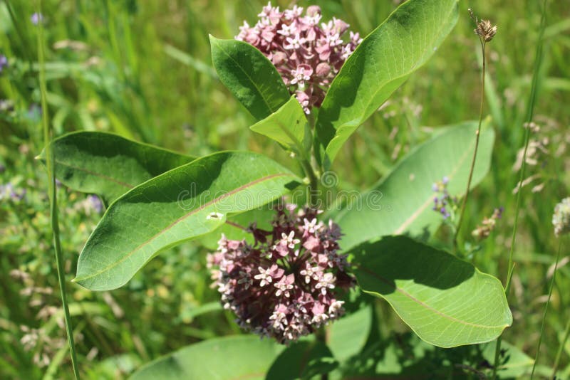Milkweed rose de wildflower en photographie de macro d'Ontario photographie stock libre de droits Milkweed rose de wildflower en photographie de macro d'Ontario photographie stock libre de droits