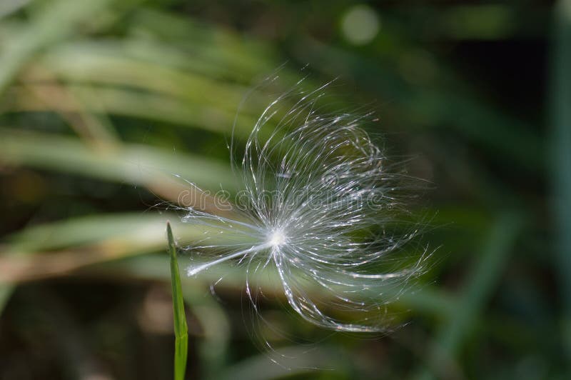 Milkweed seed hanging on to a blade of grass, image of resilience, tenacity, `hanging on by a thread`