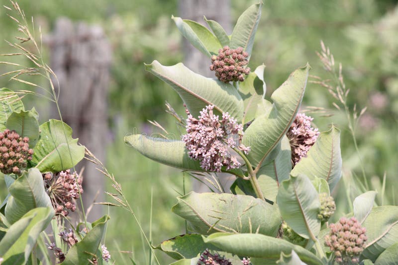 Milkweed, syriaca d'Asclepias (floraison) photo stock Milkweed, syriaca d'Asclepias (floraison) photo stock