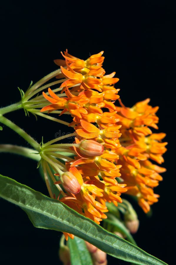 Milkweed бабочки против черноты стоковые фото Milkweed бабочки против черноты стоковые фото