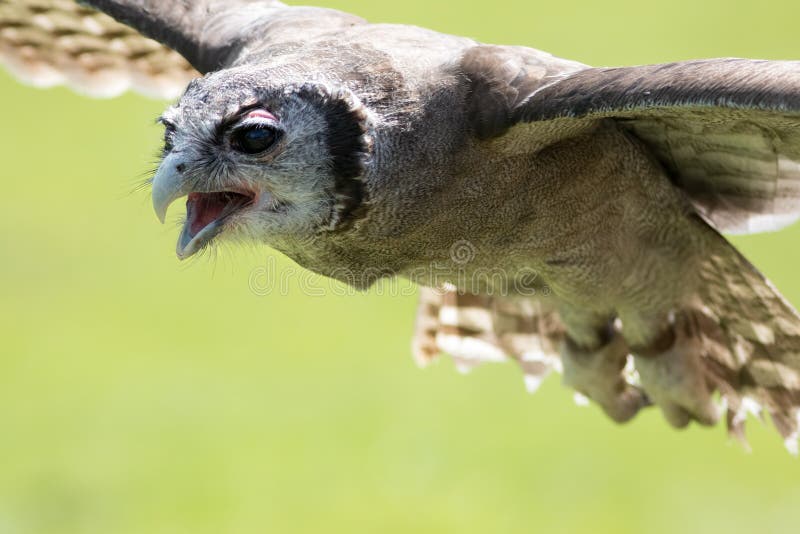 Milky or Verreaux eagle owl Bubo lacteus in flight. Bird of prey flying with copy space. Milky or Verreaux eagle owl Bubo lacteus in flight. Bird of prey flying with copy space.