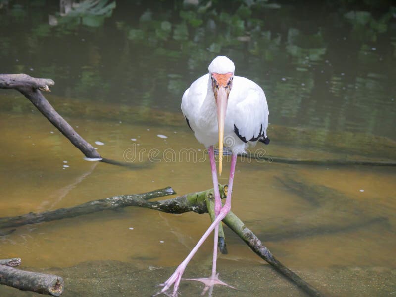 Milky stork Mycteria cinerea is a stork species found predominantly in coastal mangroves around parts of Southeast Asia standing