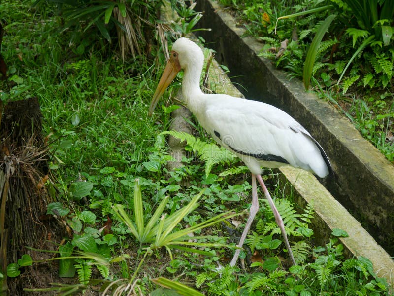 Milky stork Mycteria cinerea is a stork species found predominantly in coastal mangroves around parts of Southeast Asia standing