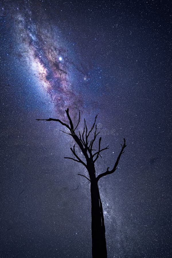 Milky Way galactic core shining brightly over old dead tree