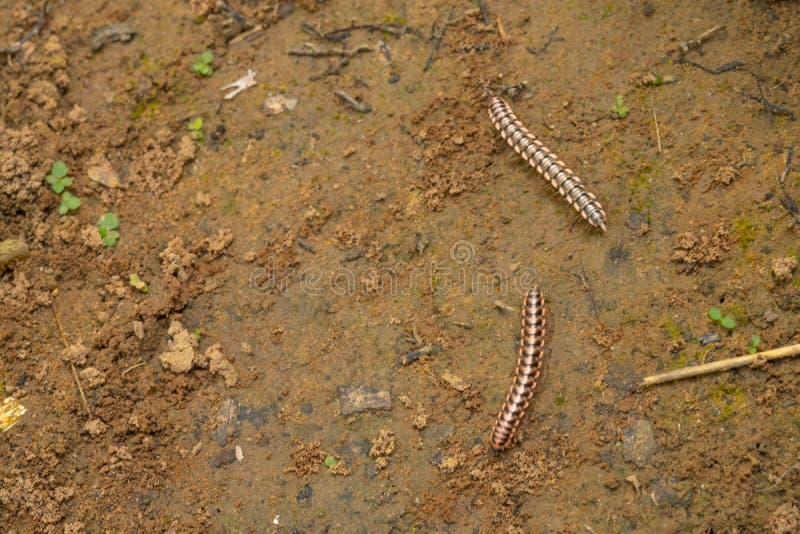 Mille-pattes rouges s'élevant sur une terre photo stock Mille-pattes rouges s'élevant sur une terre photo stock
