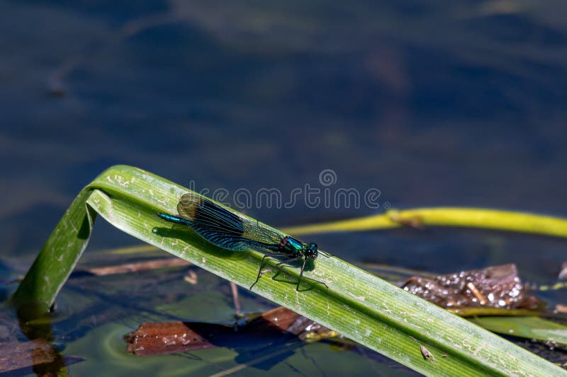 Millefoglie di calopteryx, smerigliate, smerigliate, smerigliate, disposte su una lama di canna. Millefoglie di calopteryx, smerigliate, smerigliate, smerigliate su un filo di erba