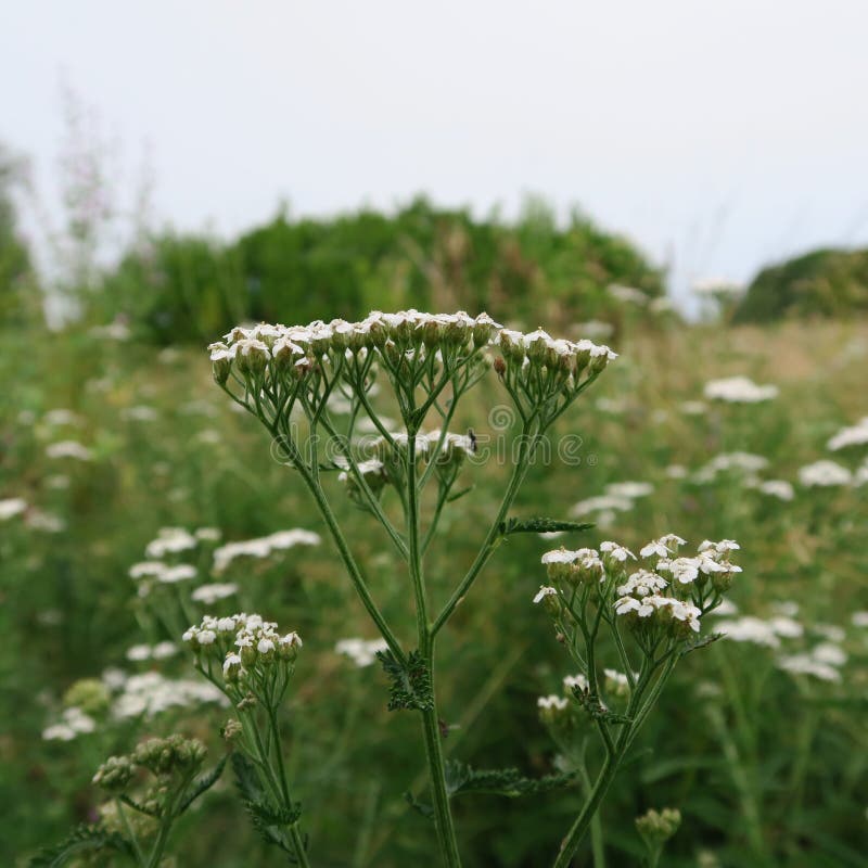 Download Millefolium di Achillea immagine stock. Immagine di pianta - 56890645