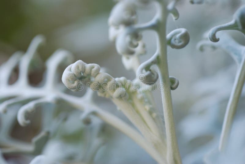 Horizontal image of a macro shot of Dusty Miller. Very shallow depth of field with sharp focus on the tightly furled frond in the center. Horizontal image of a macro shot of Dusty Miller. Very shallow depth of field with sharp focus on the tightly furled frond in the center.