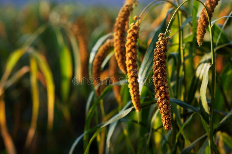 Millet stock image. Image of agriculture, leaf, leaves 16535473