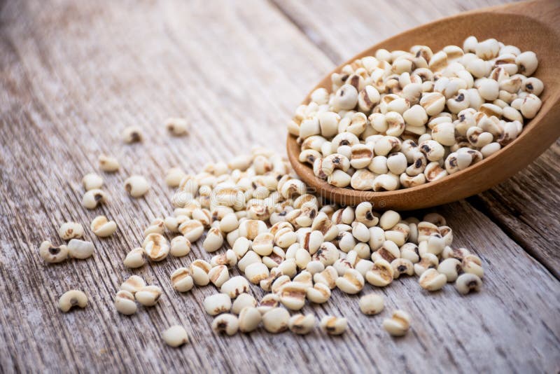 White Job`s Tears Adlay Millet, Pearl Millet or Coix Seeds Stock Photo