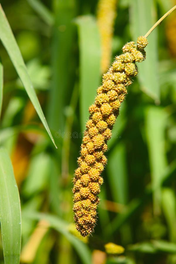 Millet stock photo. Image of cereal, kernel, staple, grain 15858080