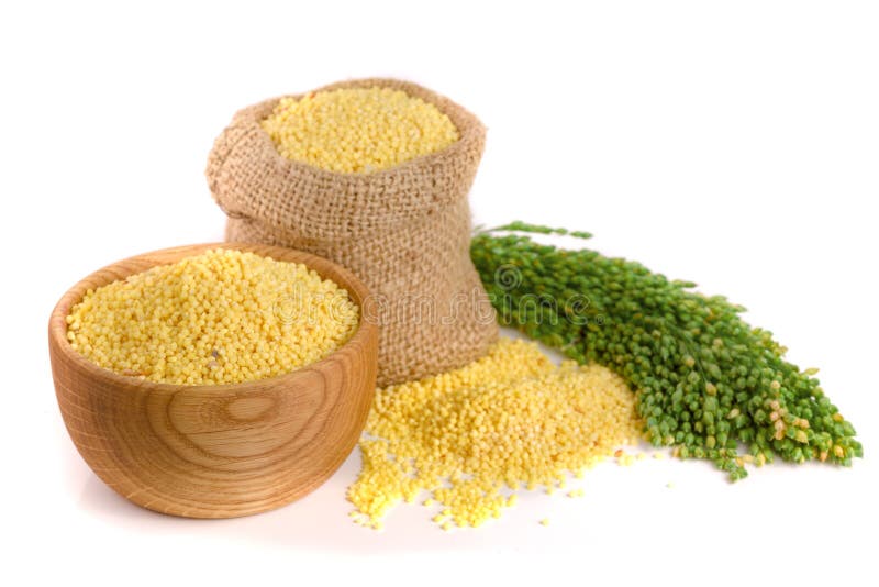 Millet in a bag and bowl with green spikelets on white background