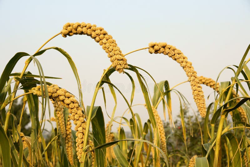 Millet ears