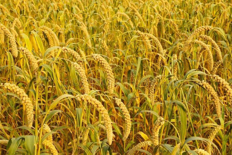 Millet ears