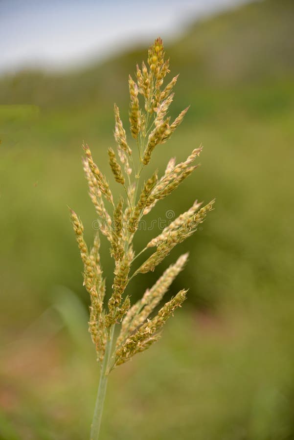 Millet Flowers stock image. Image of millet, proso, agriculture 67407523