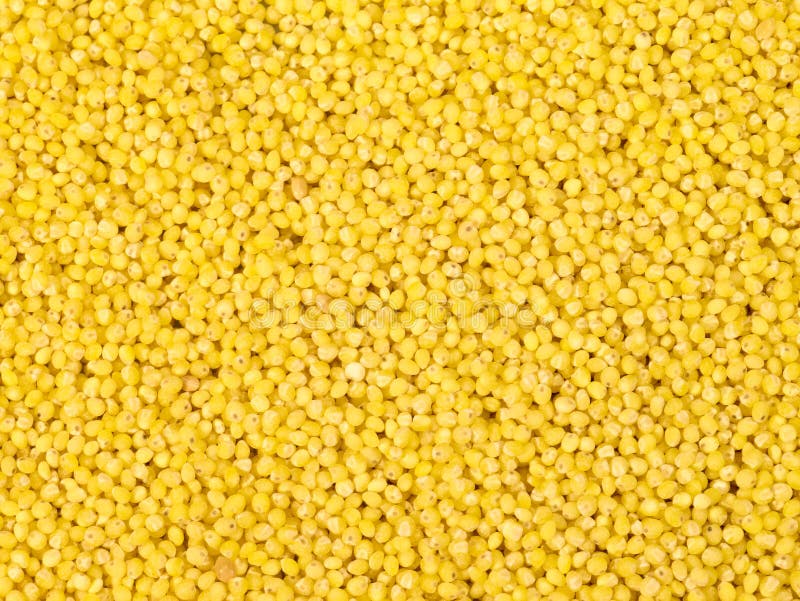 Millet Grains Picture. Image 9356286