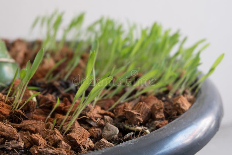 Millet grass stock photo. Image of crop, brown, agriculture 63589826