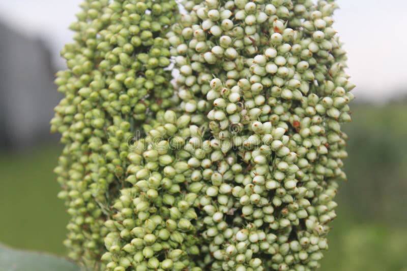 Millet Has Ball Shape but Small Stock Image Image of plantation
