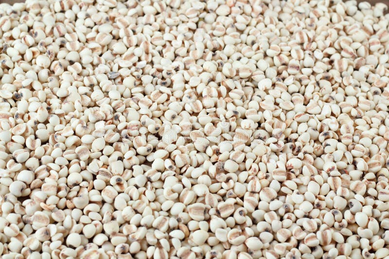 Millet the Organic Grain Food. Stock Photo Image of seed, organic