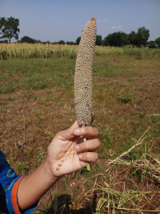 Millet plant isolated stock photo. Image of millet, seed 21867676