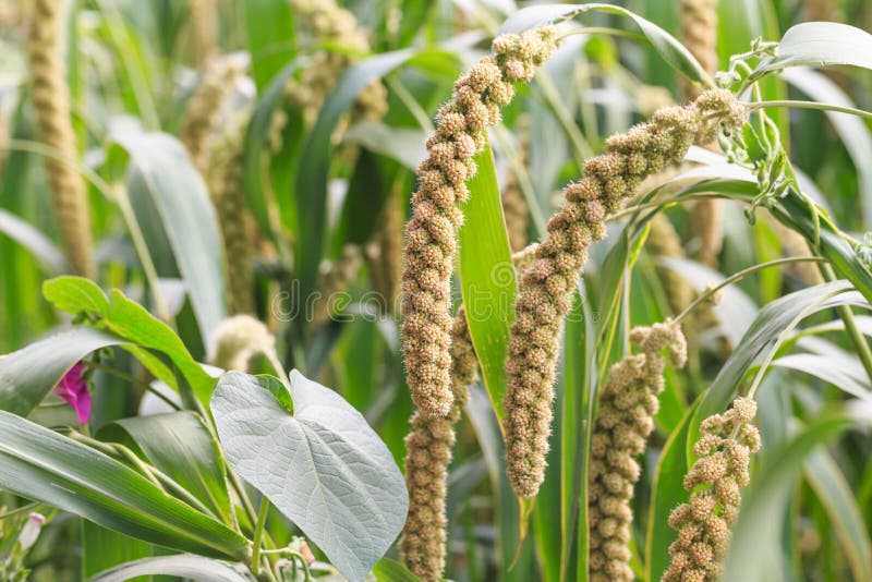 Millet Planted in the Fields Stock Photo Image of china, grain 125880044