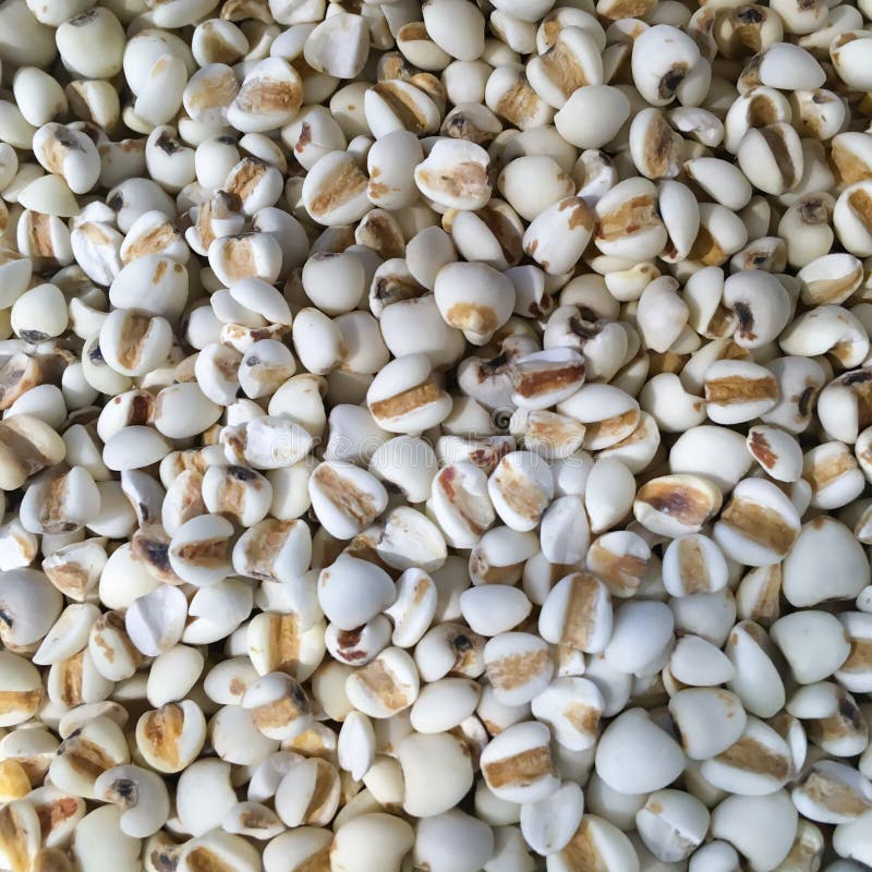 Millet rice, millet grains stock photo. Image of pattern 89428874