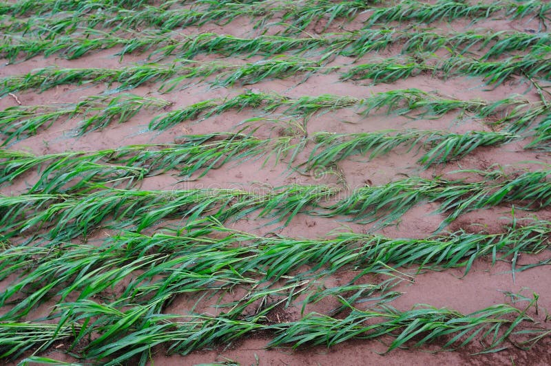 Millet stock image. Image of seed, growth, ripen, crop 34185391