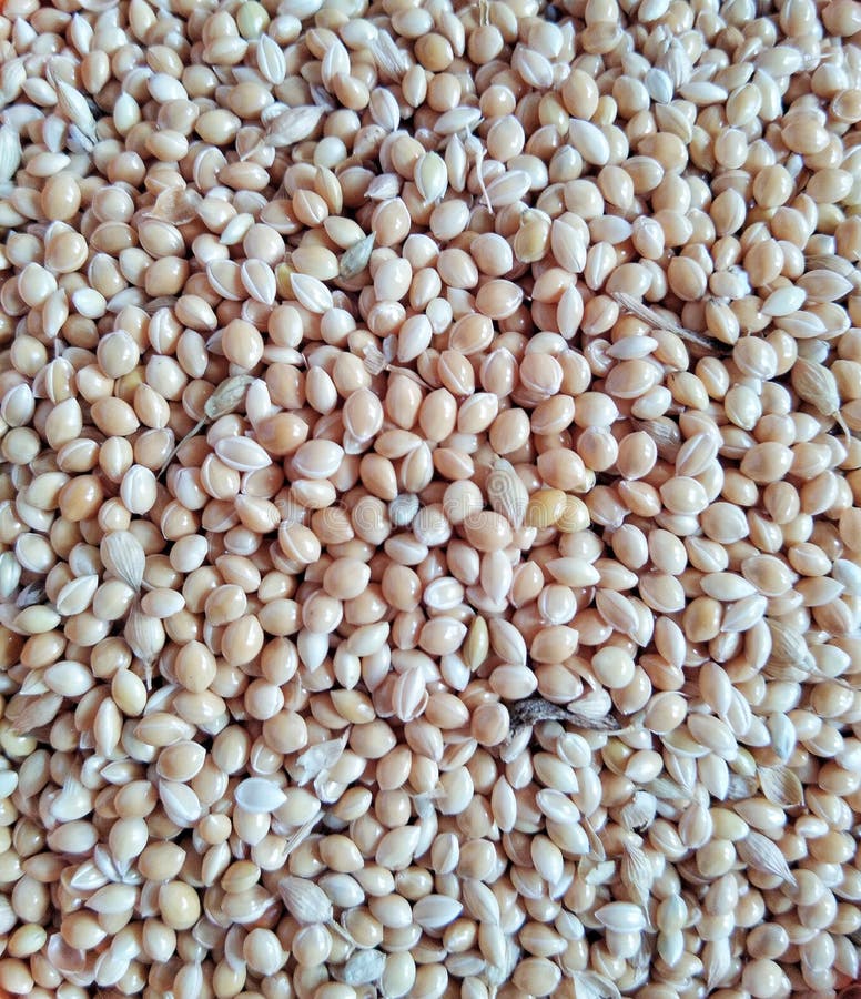 Millet Seeds is a Small, Highly Nutritious Round Grain Stock Image Image of still, family