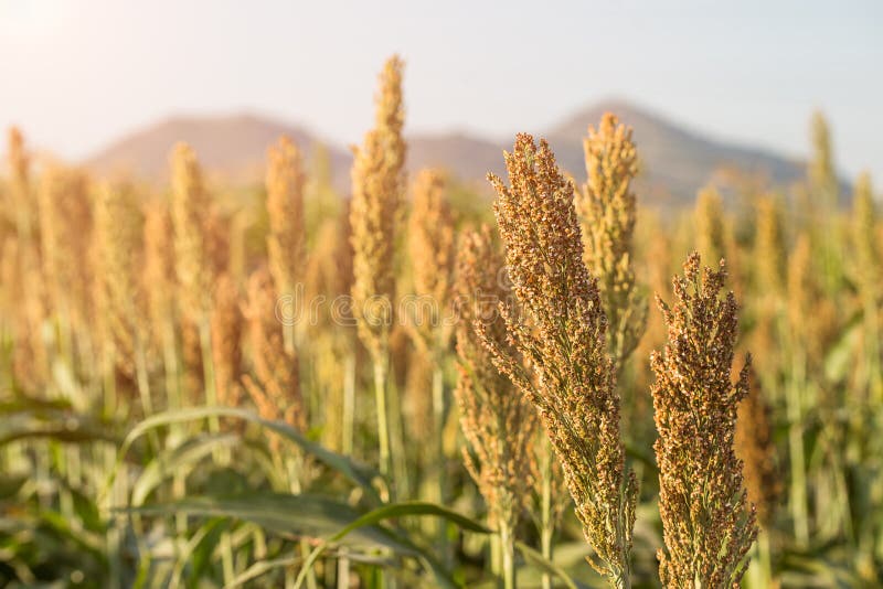 Millet or Sorghum in field of feed for livestock