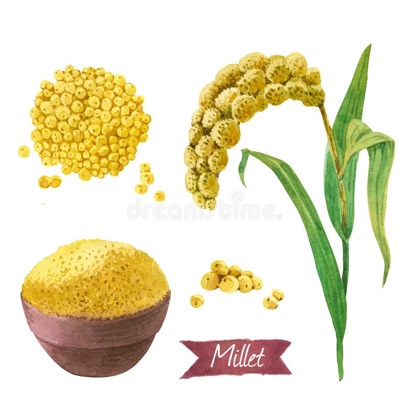 Millet Stock Illustrations – 3,815 Millet Stock Illustrations, Vectors &  Clipart - Dreamstime