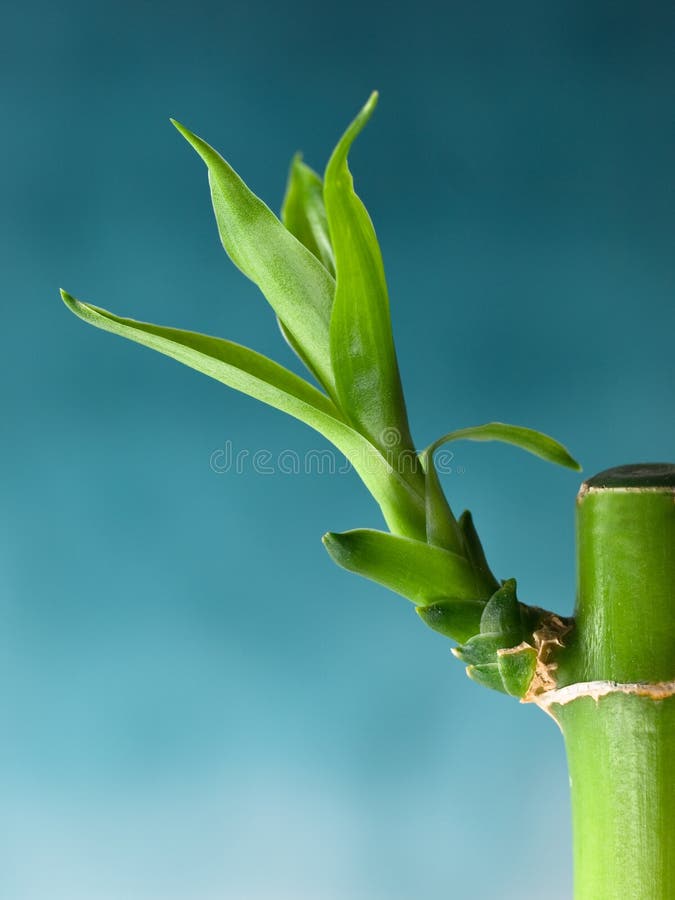 Million Bamboo Sprouts Royalty Free Stock Photos Image 9862698