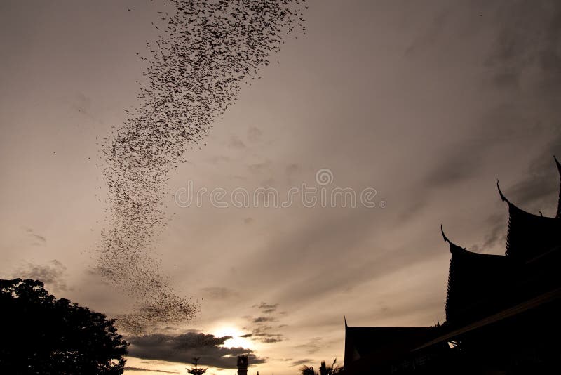 Millions of bat seek for food in evening