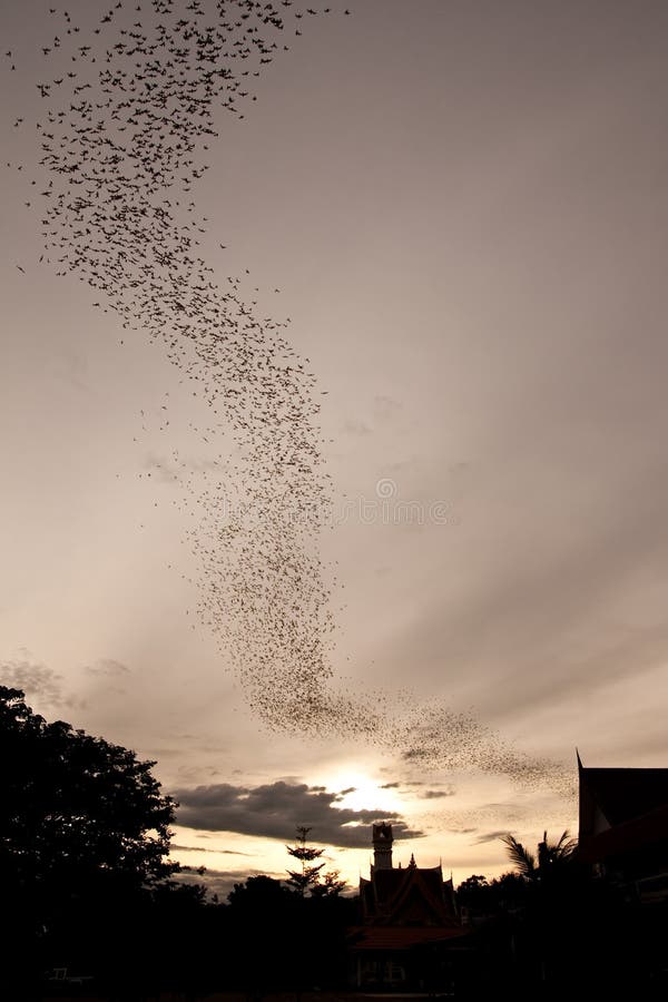 Millions of Bat Seek for Food in Evening Stock Photo Image of million