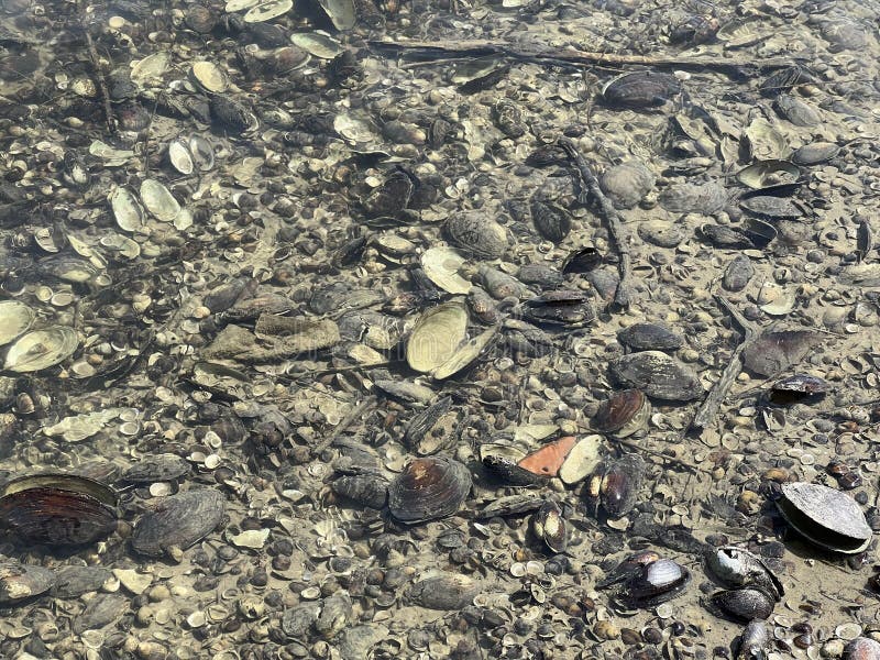 Millions of dead river shells on the banks of the Danube near Vukovar during the historic summer drought, Vukovar - Croatia royalty free stock image Millions of dead river shells on the banks of the Danube near Vukovar during the historic summer drought, Vukovar - Croatia royalty free stock image
