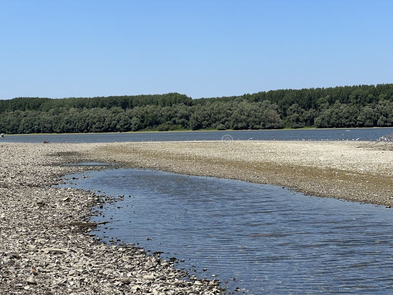 Millions of dead river shells on the banks of the Danube near Vukovar during the historic summer drought, Vukovar - Croatia royalty free stock images Millions of dead river shells on the banks of the Danube near Vukovar during the historic summer drought, Vukovar - Croatia royalty free stock images