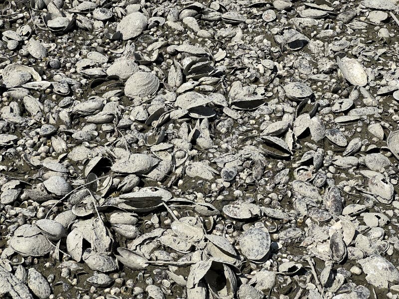 Millions of dead river shells on the banks of the Danube near Vukovar during the historic summer drought, Vukovar - Croatia royalty free stock photography Millions of dead river shells on the banks of the Danube near Vukovar during the historic summer drought, Vukovar - Croatia royalty free stock photography