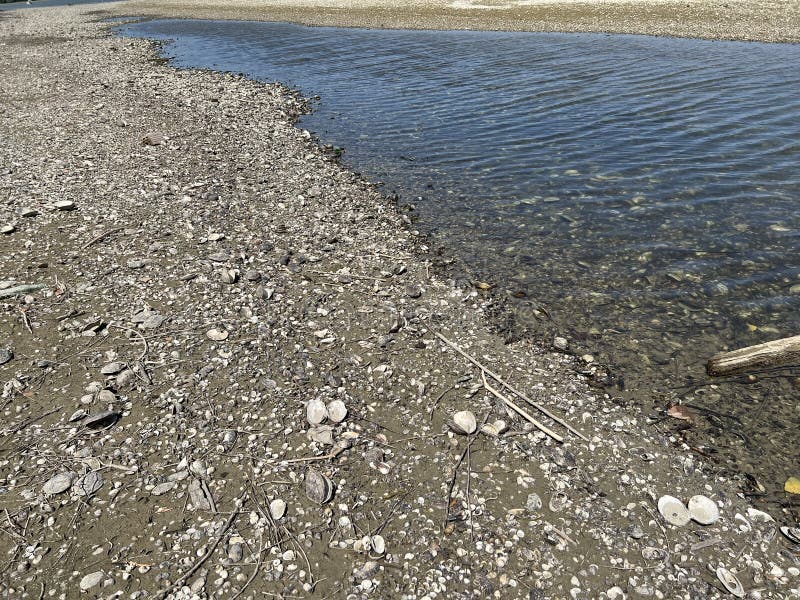 Millions of dead river shells on the banks of the Danube near Vukovar during the historic summer drought, Vukovar - Croatia stock photos Millions of dead river shells on the banks of the Danube near Vukovar during the historic summer drought, Vukovar - Croatia stock photos