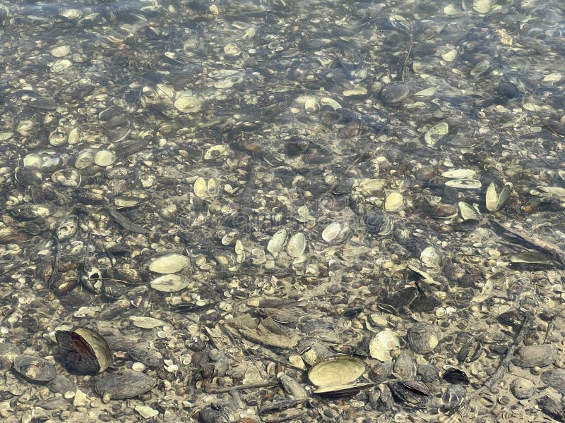 Millions of dead river shells on the banks of the Danube near Vukovar during the historic summer drought, Vukovar - Croatia stock images Millions of dead river shells on the banks of the Danube near Vukovar during the historic summer drought, Vukovar - Croatia stock images