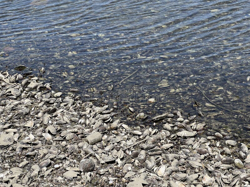 Millions of dead river shells on the banks of the Danube near Vukovar during the historic summer drought, Vukovar - Croatia stock images Millions of dead river shells on the banks of the Danube near Vukovar during the historic summer drought, Vukovar - Croatia stock images
