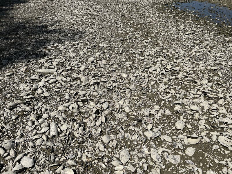 Millions of dead river shells on the banks of the Danube near Vukovar during the historic summer drought, Vukovar - Croatia stock photography Millions of dead river shells on the banks of the Danube near Vukovar during the historic summer drought, Vukovar - Croatia stock photography
