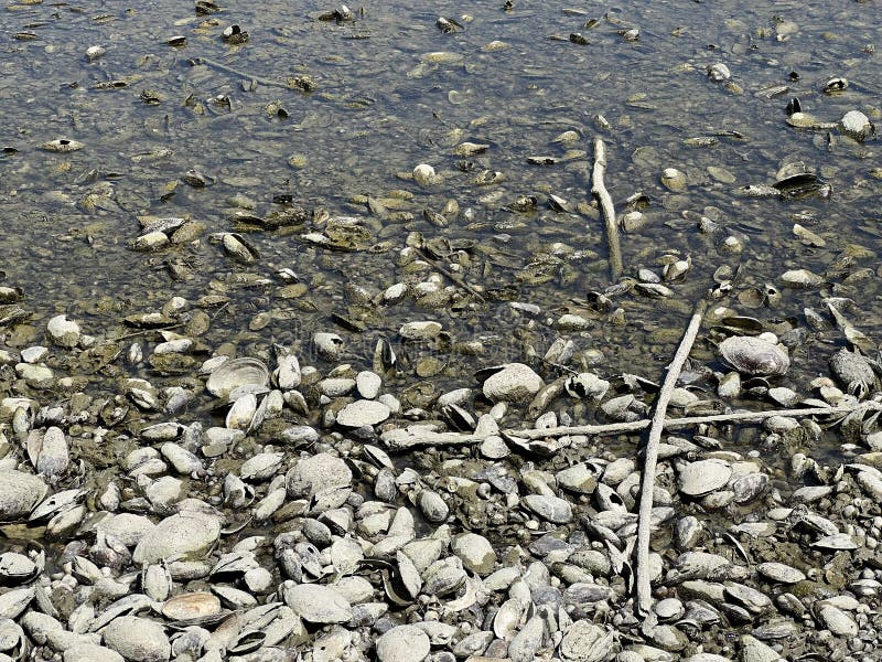 Millions of dead river shells on the banks of the Danube near Vukovar during the historic summer drought, Vukovar - Croatia stock photography Millions of dead river shells on the banks of the Danube near Vukovar during the historic summer drought, Vukovar - Croatia stock photography