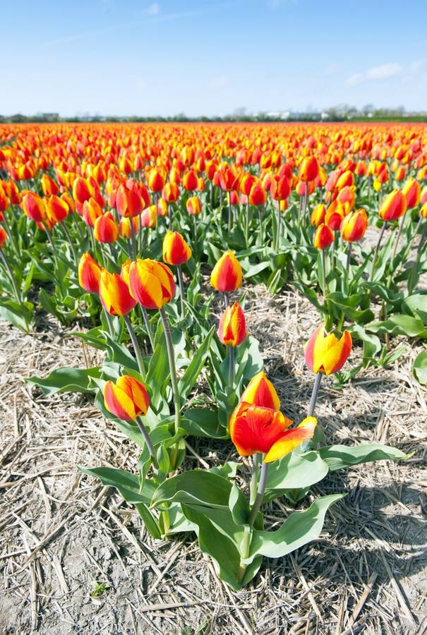 Millions of tulips