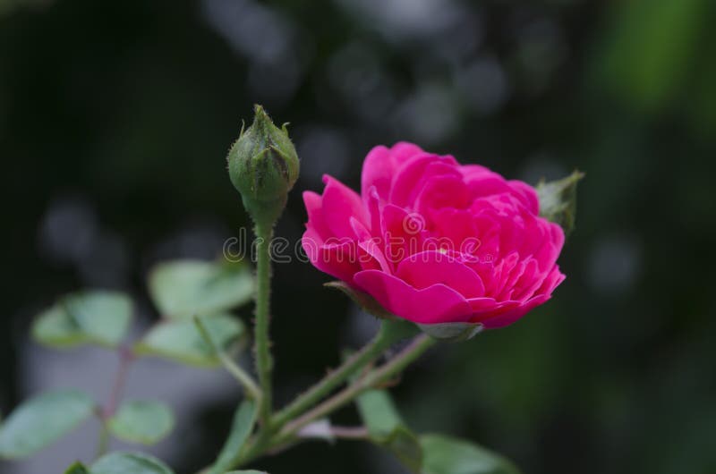 Millionärsrosen und -sprössling, die in Garde wachsen und blühen lizenzfreies stockfoto Millionärsrosen und -sprössling, die in Garde wachsen und blühen lizenzfreies stockfoto