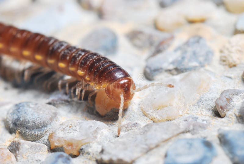 Millipede stock photo. Image of macro, subterranean, mandibles 17136812