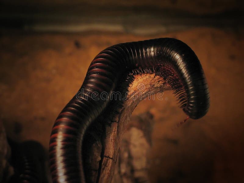 Millipede stock image