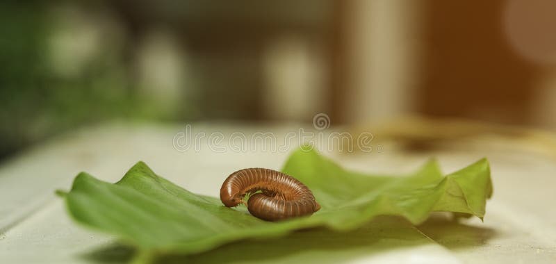 Millipede invertebrates small animal on green leaf. multi legs pest roll body. ugly body move slow outdoor garden. no people royalty free stock image