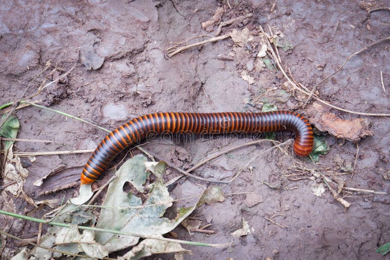 Millipede stock photography